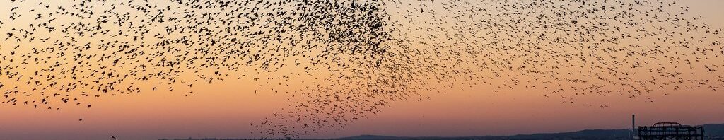 murmuration